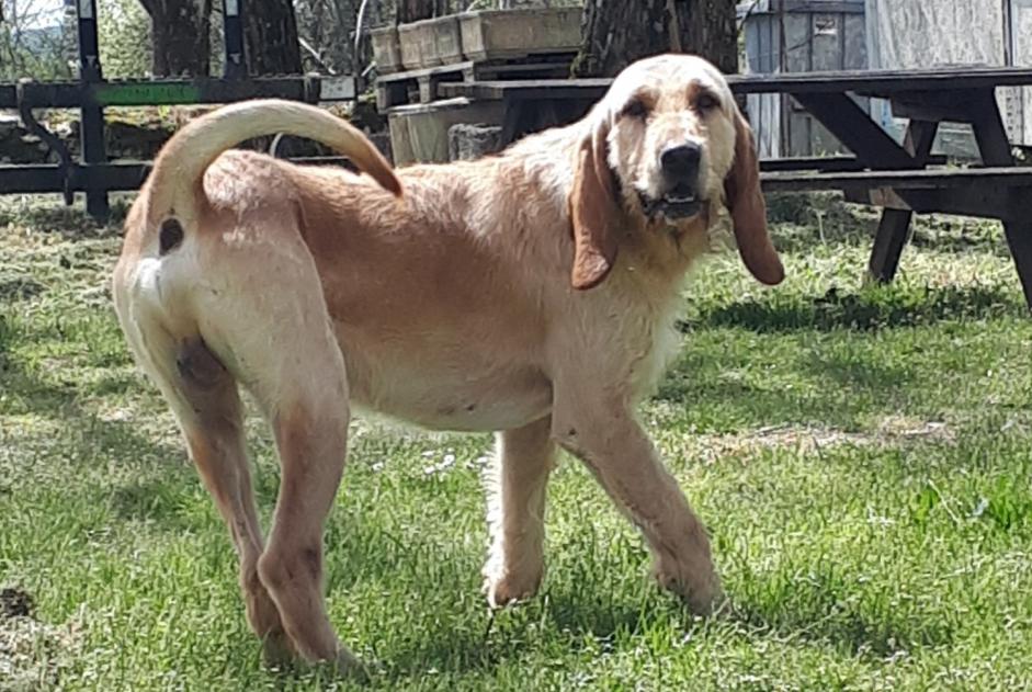 Fundmeldung Hund rassenmischung Männliche Rocamadour Frankreich