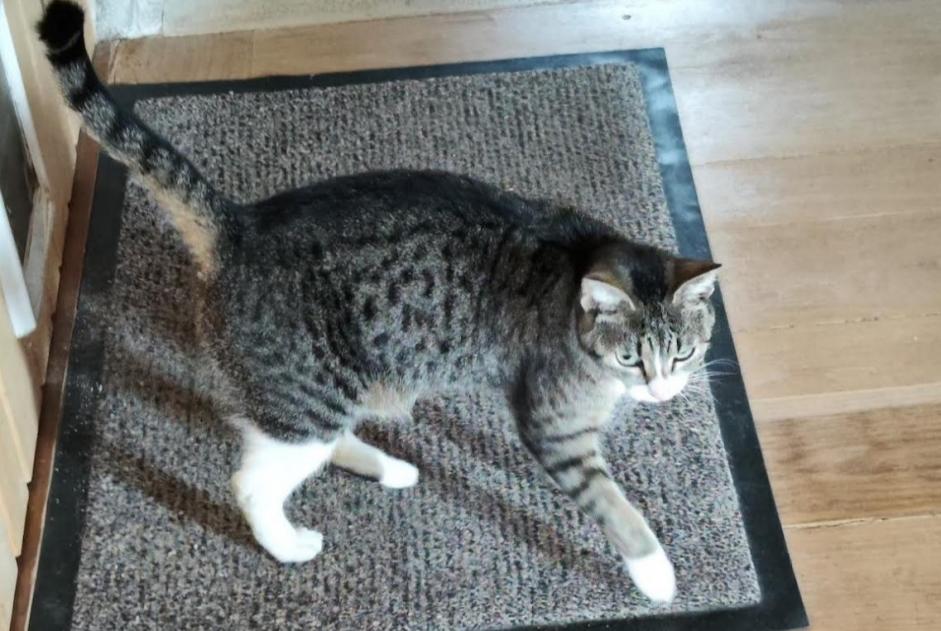 Fundmeldung Katze Weiblich Brengues Frankreich