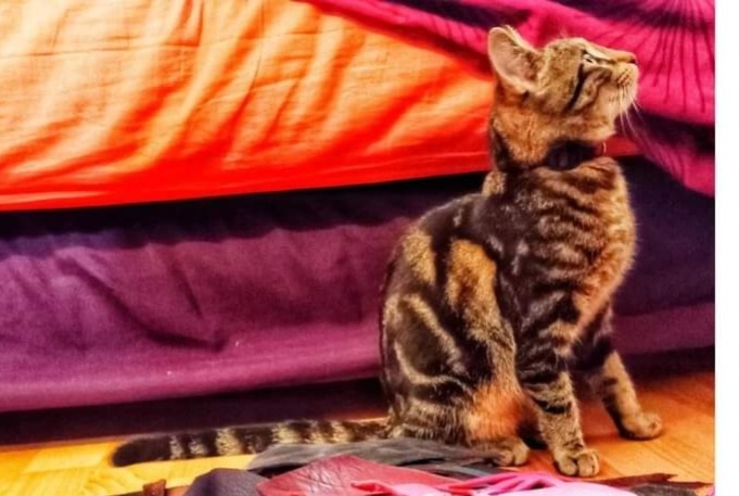 Vermisstmeldung Katze Weiblich , 0 jahre Prudhomat Frankreich
