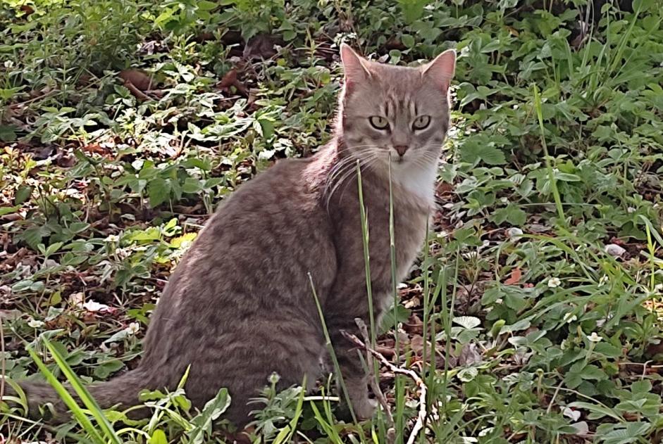 Discovery alert Cat miscegenation Female , 2 years Mercuès France