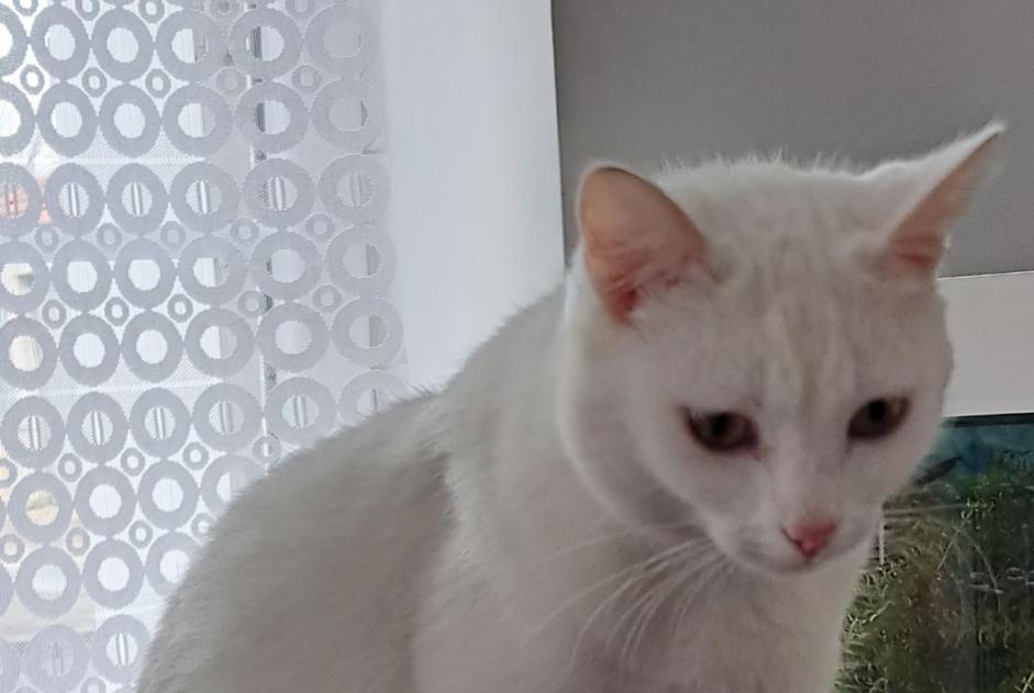 Disappearance alert Cat Female , 3 years Brie-Sous-Mortagne France