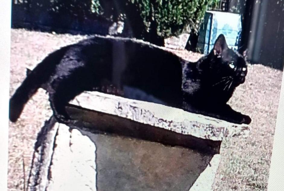 Disappearance alert Cat Male , 5 years Frayssinet France