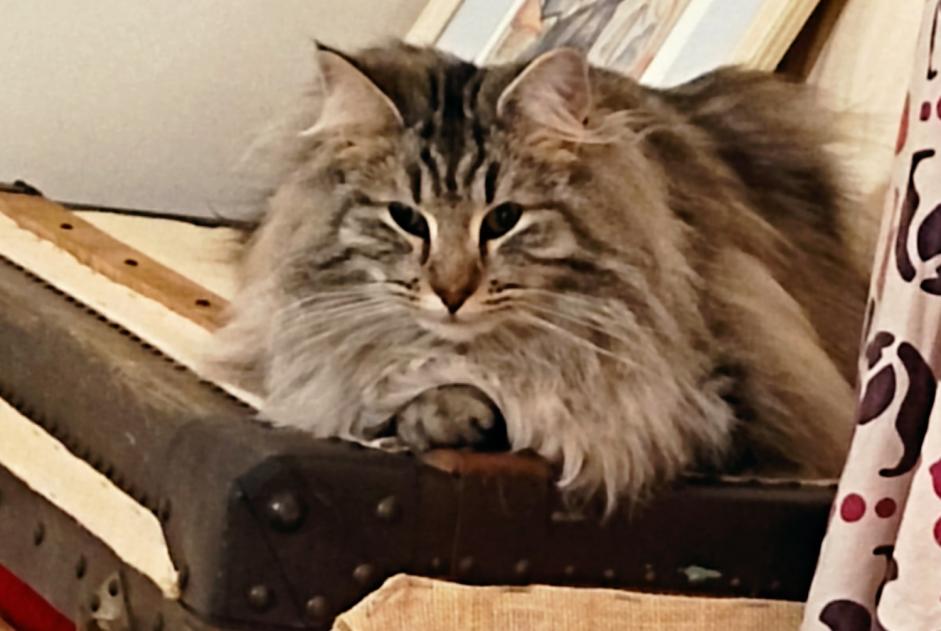 Disappearance alert Cat  Female , 2 years Arcambal France