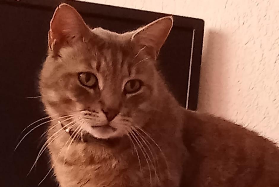 Disappearance alert Cat  Male , 6 years Flaujac-Poujols France