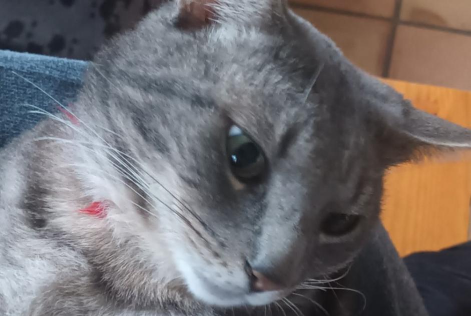 Disappearance alert Cat miscegenation Male , 4 years Luzech France