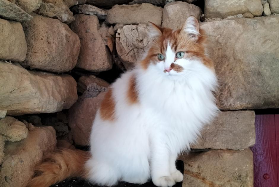 Disappearance alert Cat  Male , 8 years Cardaillac France
