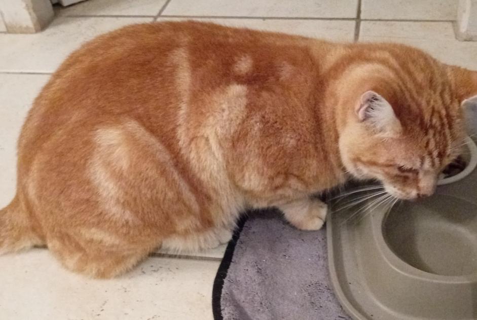 Disappearance alert Cat miscegenation Male , 12 years Labastide-Marnhac France Disappearance alert Cat miscegenation Male , 12 years Labastide-Marnhac France