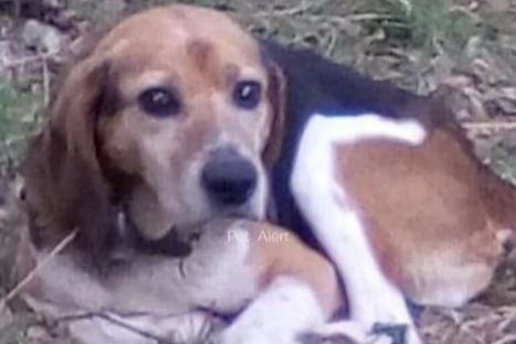 Disappearance alert Dog  Male , 12 years Saint-Jean-Lagineste France