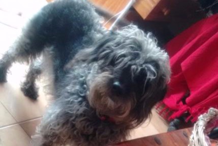 Disappearance alert Dog Female , 2023 years Cahors France