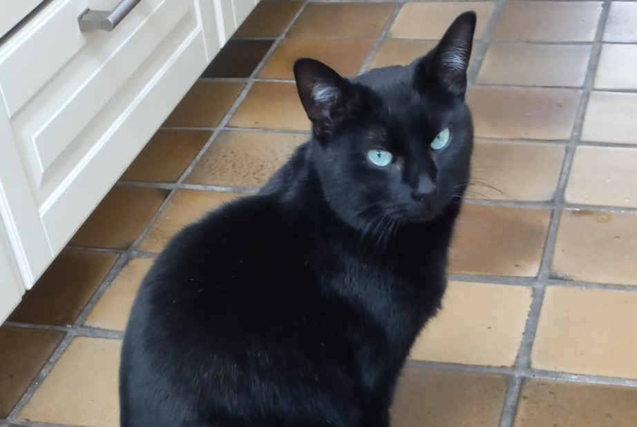 Alerta de Desaparición Gato Macho , 5 años Pern Francia