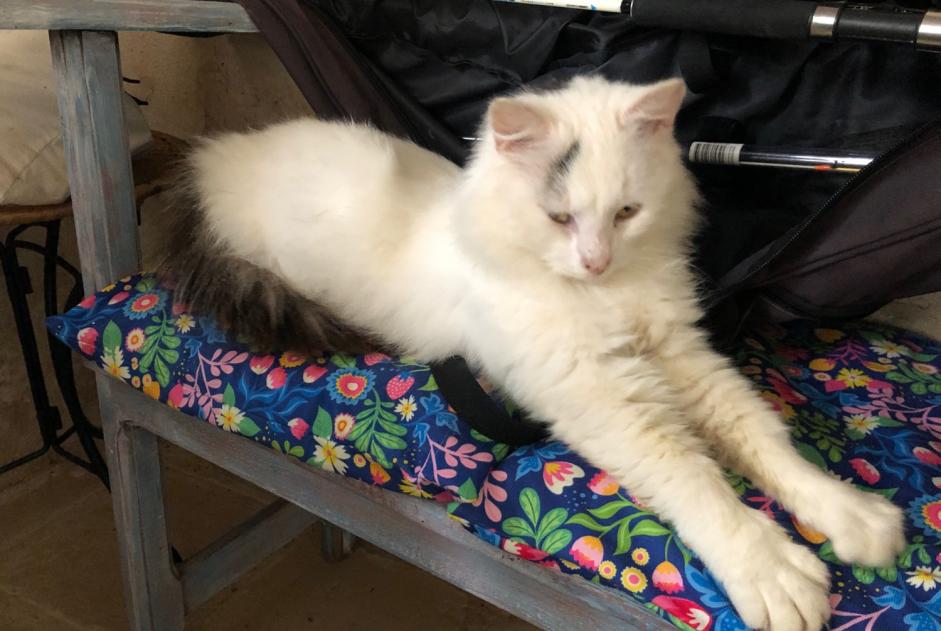 Alerte Découverte Chat Mâle Prayssac France Alerte Découverte Chat Mâle Prayssac France