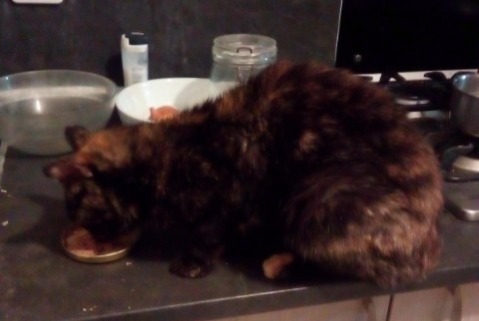 Alerte Découverte Chat Femelle Lanzac France Alerte Découverte Chat Femelle Lanzac France