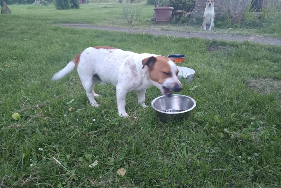 Alerte Découverte Chien croisement Mâle Saint-Vincent-Rive-d'Olt France