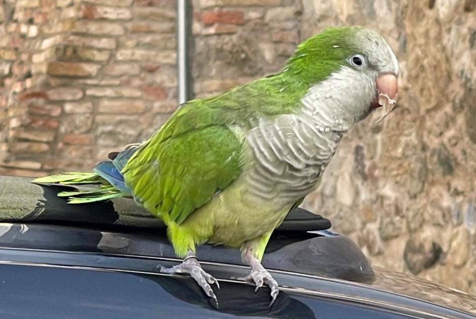 Alerte Disparition Oiseau Mâle , 2023 ans Capdenac France