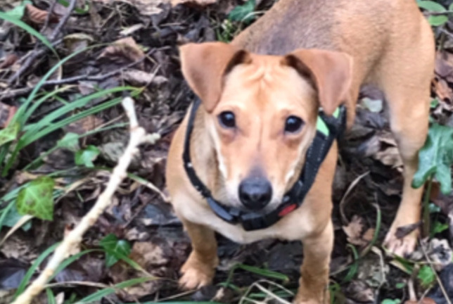 Verdwijningsalarm Hond  Mannetje , 1 jaar Sabadel-Lauzès Frankrijk