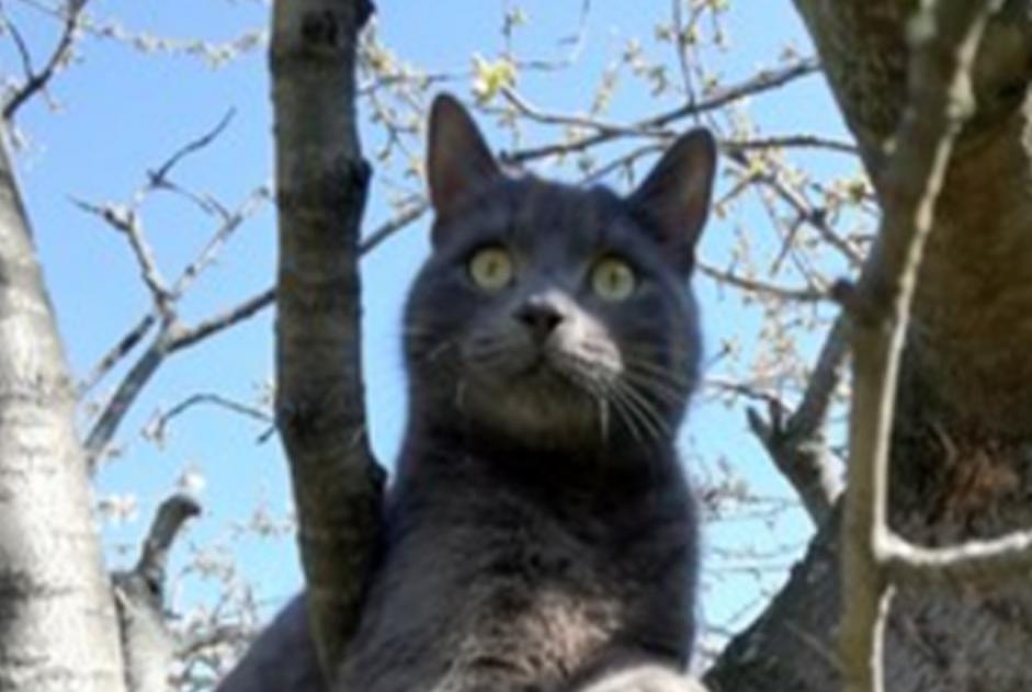 Alerta desaparecimento Gato Macho , 2 anos Prayssac France